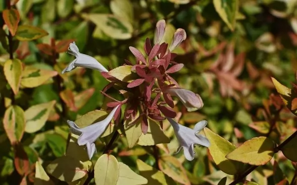 Abelia