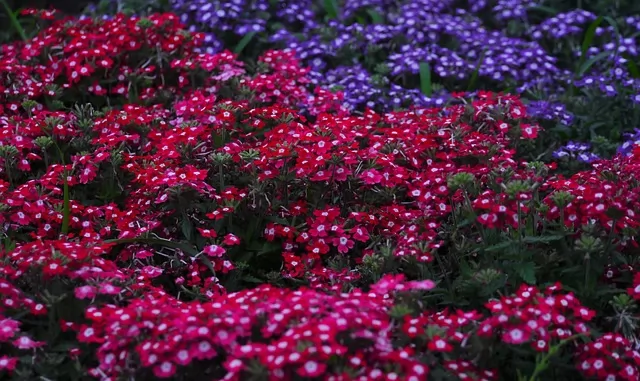 Verbena Consigli Coltivazione E Cura Il vampiro è un essere mitologico o folcloristico che sopravvive nutrendosi dell'essenza vitale (generalmente sotto forma di sangue) di altre creature, nonché una delle figure dominanti del genere horror. verbena consigli coltivazione e cura