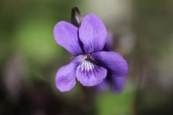 Viola