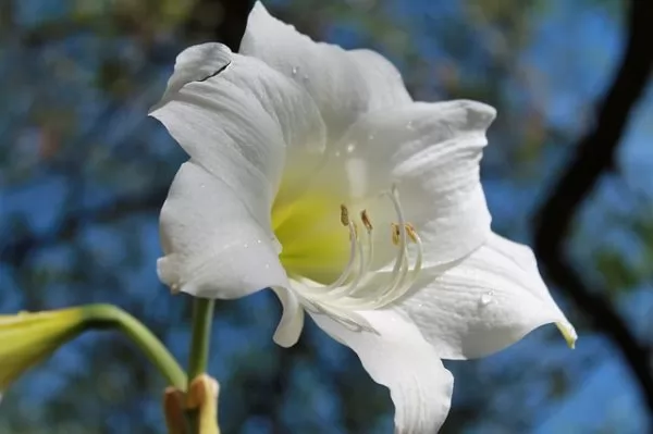 Hippeastrum dal fiore bianco