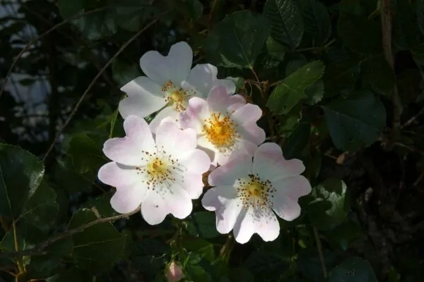 Potentilla  