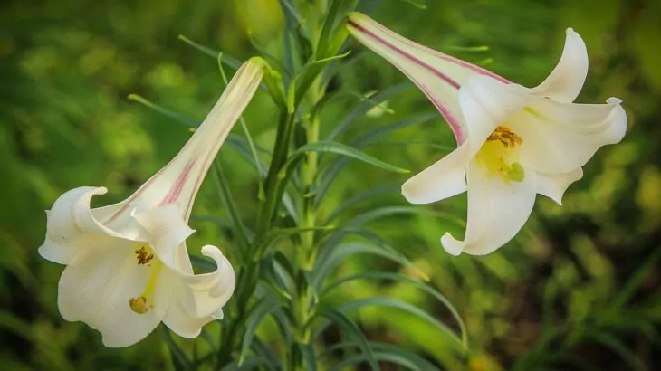 Lilium bianco