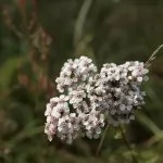 Achillea millefolium