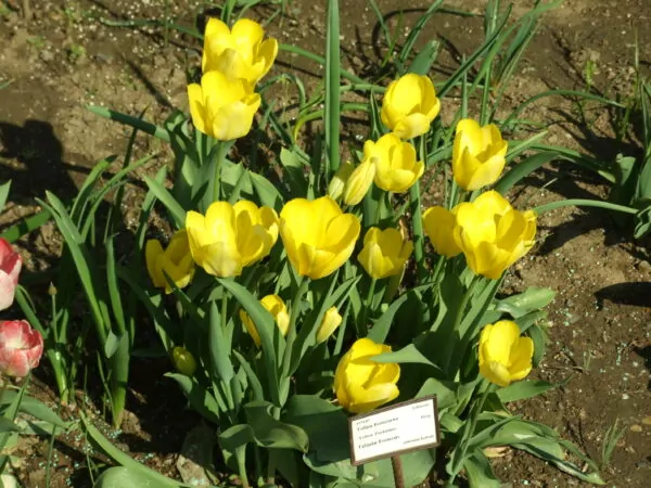 Tulipano Yellow Purissima