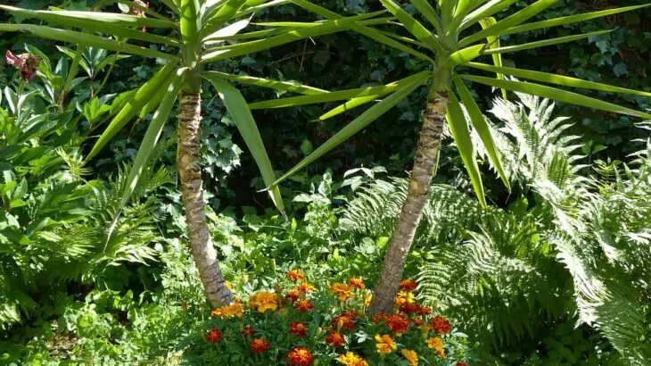 Yucca gigantea