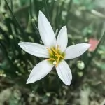 Zephyranthes o Giglio della Pioggia