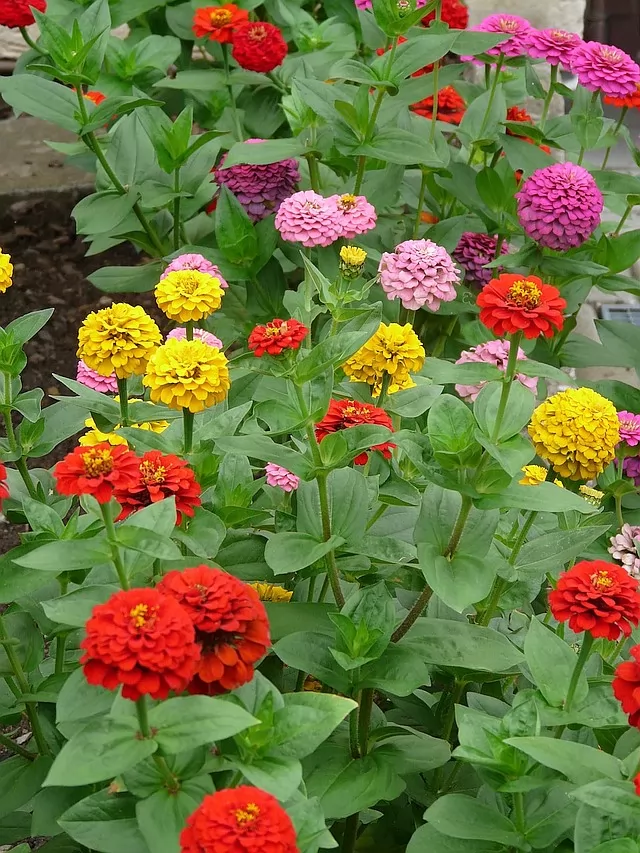 zinnia Elegans