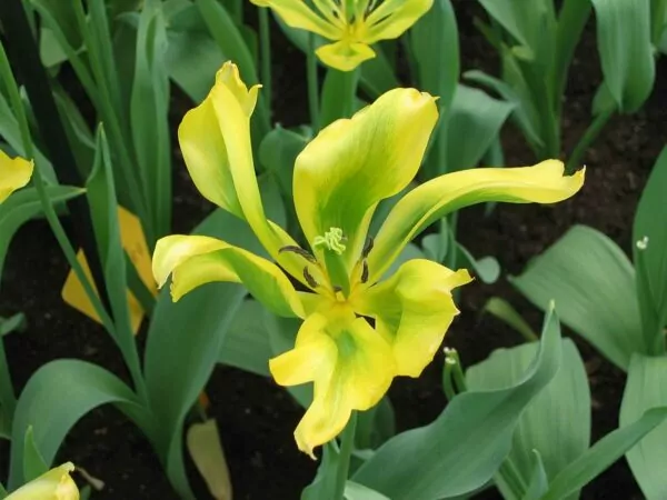 Tulipa 'Formosa'