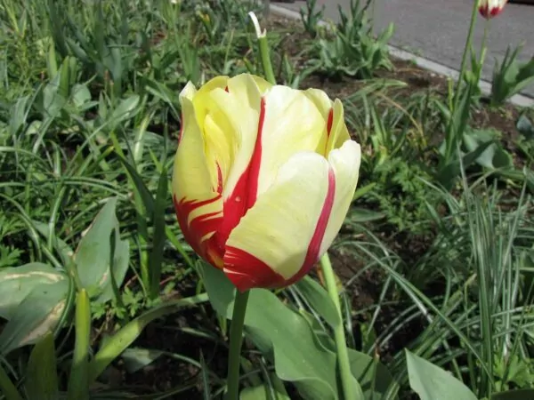 Tulipa Word Expression