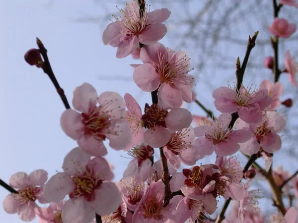 Fiore di ciliegio (Sakura)